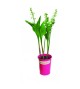 Pot de muguet