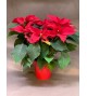 POINSETIA