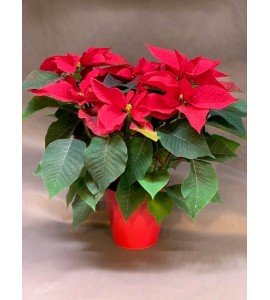 POINSETIA