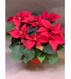 POINSETIA