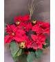 POINSETIA DECO