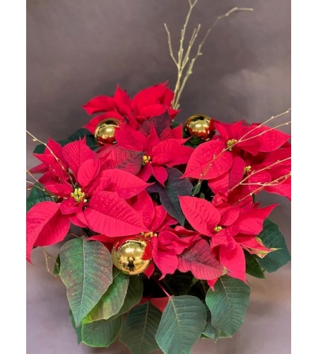 POINSETIA DECO