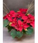 POINSETIA DECO